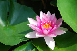 Ein Weg zur Befreiung