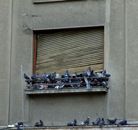 Tauben am Fenster eines Altbaus in Berlin