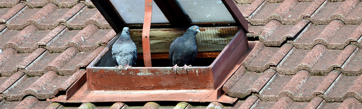Taubenabwehr in Berlin hält Dach, Dachboden und Fassade sauber