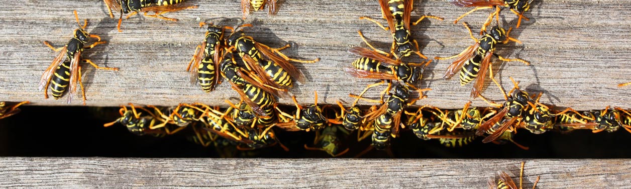 Wespen kriechen aus ihrem Nest
